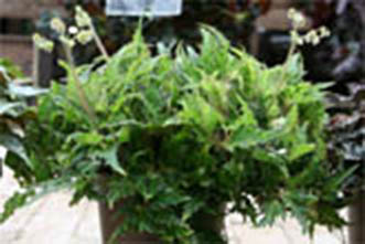 B. ‘Sorcerer's Apprentice’